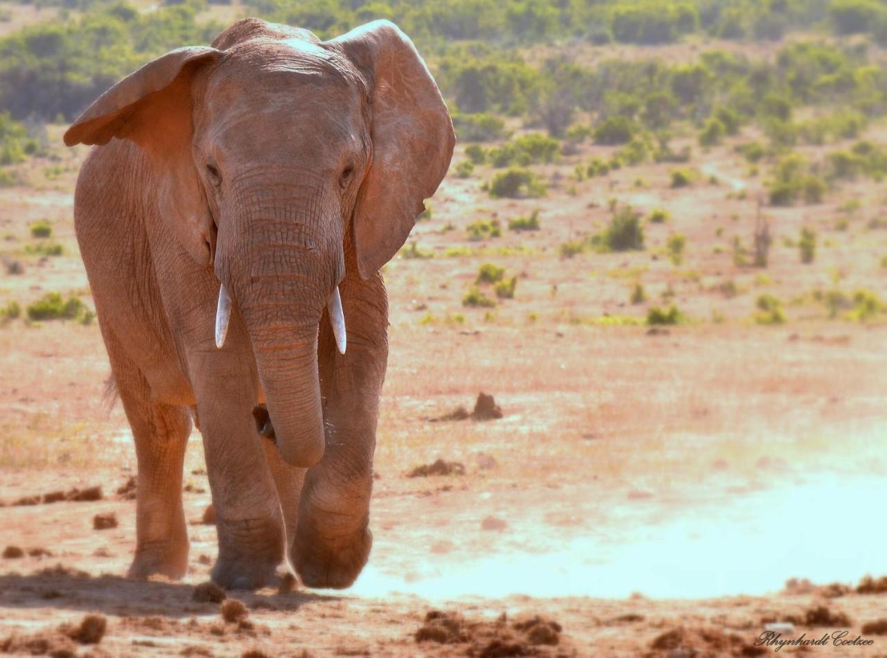 Addo Elephant Safari Lodge - Bellevue Forest Reserve Paterson Εξωτερικό φωτογραφία