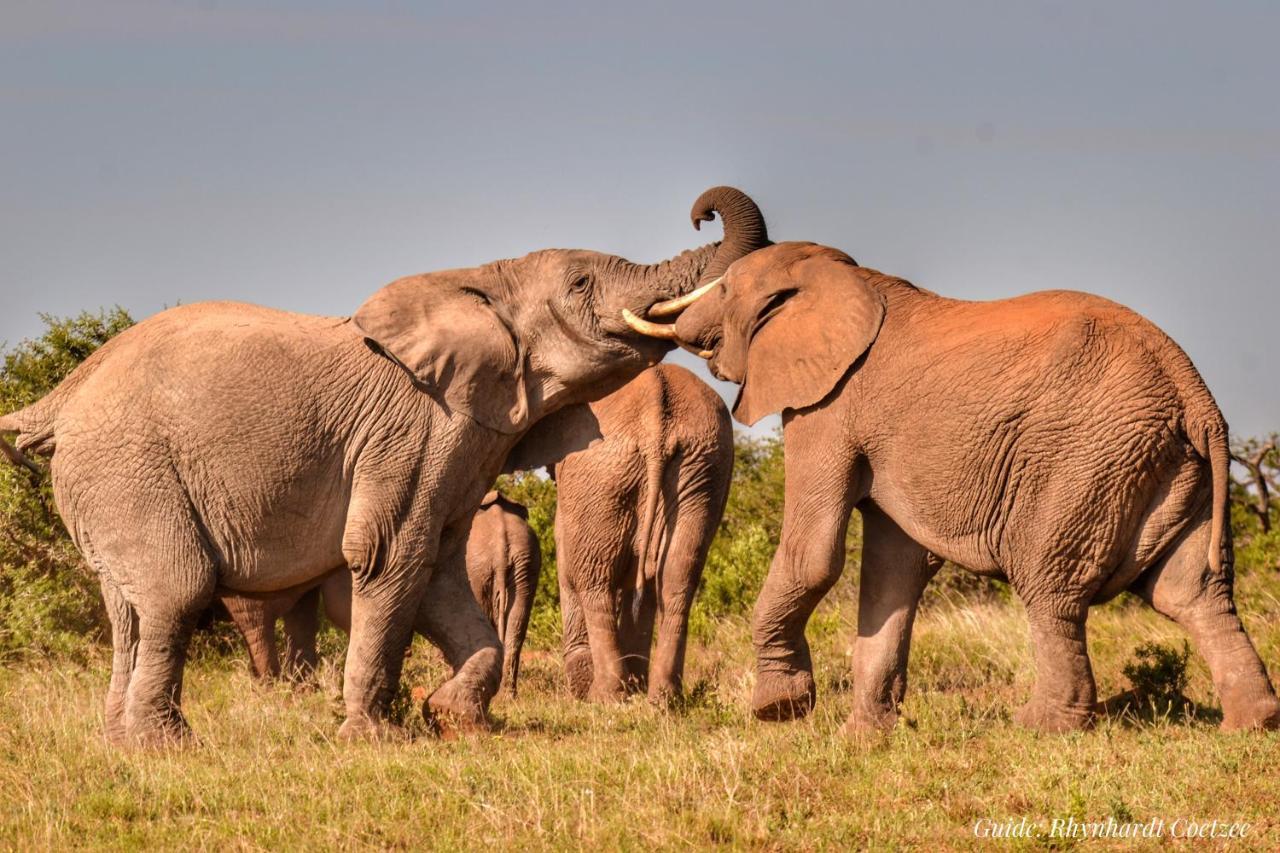 Addo Elephant Safari Lodge - Bellevue Forest Reserve Paterson Εξωτερικό φωτογραφία