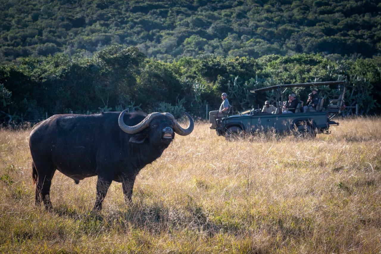 Addo Elephant Safari Lodge - Bellevue Forest Reserve Paterson Εξωτερικό φωτογραφία