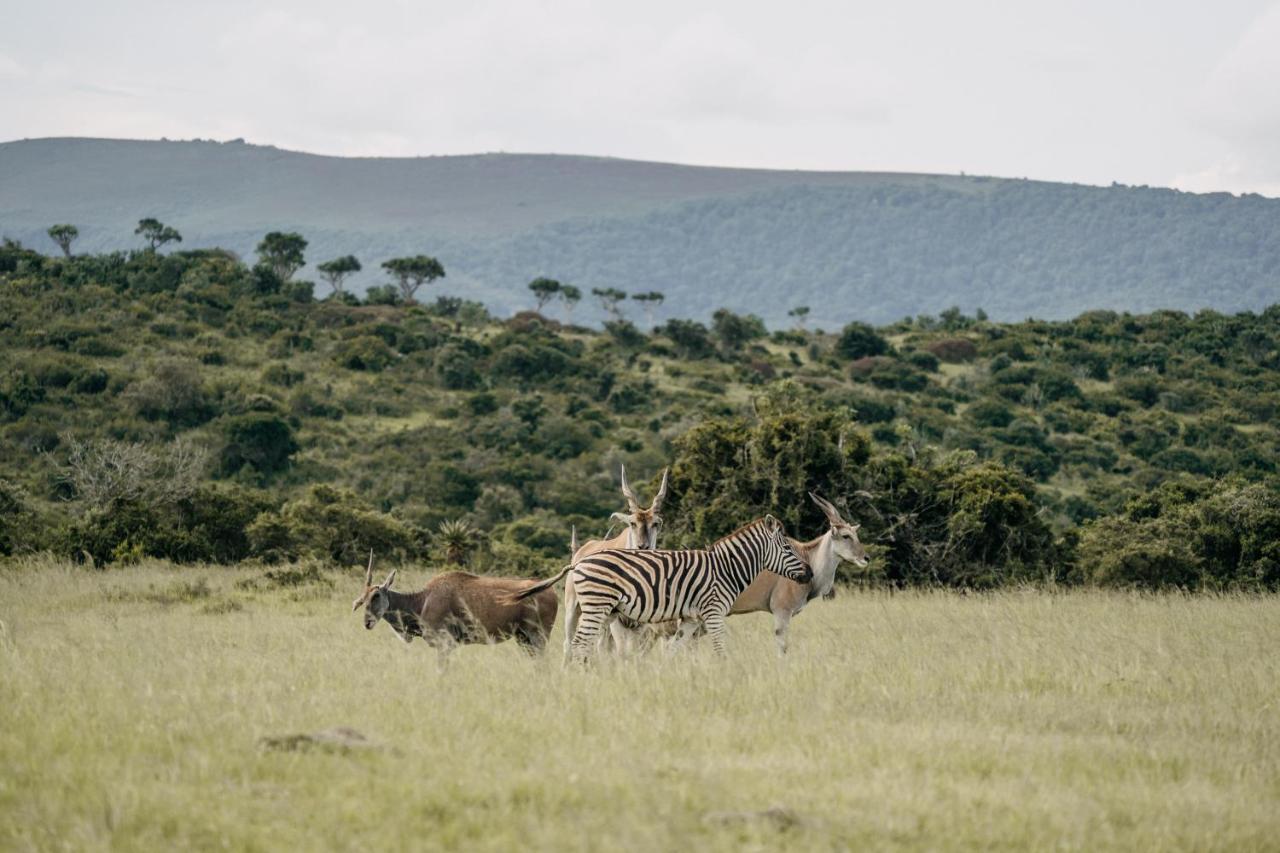 Addo Elephant Safari Lodge - Bellevue Forest Reserve Paterson Εξωτερικό φωτογραφία