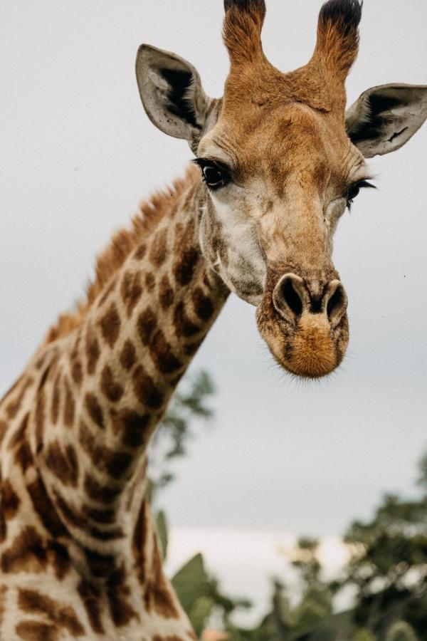 Addo Elephant Safari Lodge - Bellevue Forest Reserve Paterson Εξωτερικό φωτογραφία
